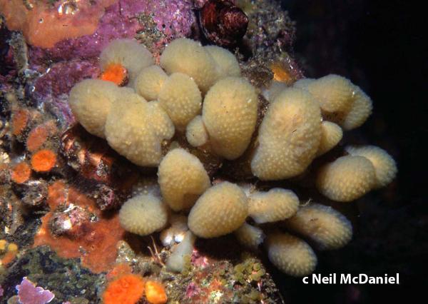 Photo of Synoicum parfustis by <a href="http://www.seastarsofthepacificnorthwest.info/">Neil McDaniel</a>